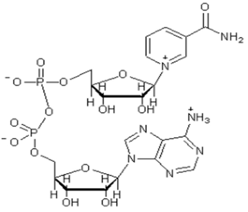 烟酰胺腺嘌呤双核苷酸 CAS :53-84-9