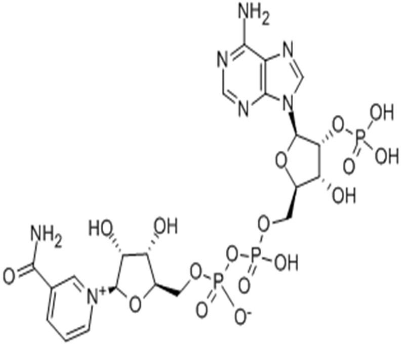 烟酰胺腺嘌呤双核苷酸磷酸盐CAS:53-59-8